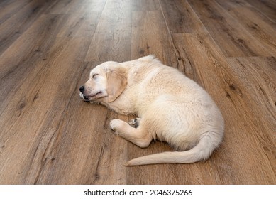 The Golden Retriever Puppy Sleeping On Modern Vinyl Panels In The Living Room Of The House.