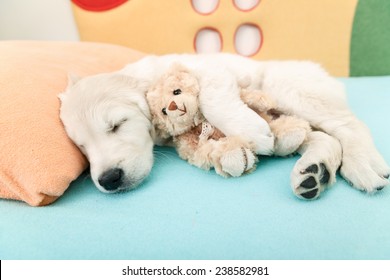 golden retriever puppy sleeping with toy on the bed