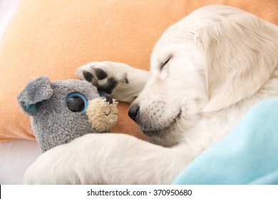 Golden Retriever Puppy Sleeping With Toy On The Bed