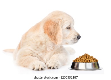 Golden Retriever Puppy Sniffing Dry Dog Food. Isolated On White Background