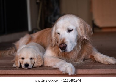 Golden Retriever puppy snuggling next to adult golden retriever. Senior and puppy. 8 week old puppy. Two dogs.