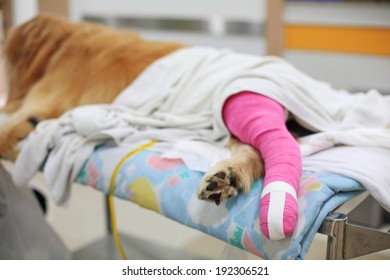 Golden retriever recovering with pink bandage After Veterinary Surgery