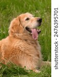 Golden retriever with a red collar panting and resting in lush green grass, enjoying a peaceful moment outdoors.