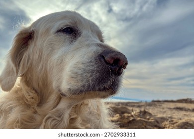 Golden retriever relaxing sandy beach at sun. Peaceful dog resting sea, serene coastal pet photo. Sunbathing lying on the hot sand under the sun. Sunset beach dog, calm dog nature, pet ownership and