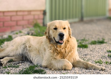 A golden retriever relaxing in the sun. Dog has happy smile. It's a very cute dog. On the ground. It is summer. - Powered by Shutterstock