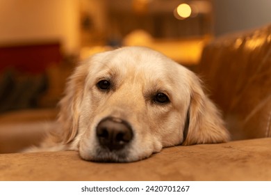 Golden retriever resting on couch indoors - Powered by Shutterstock