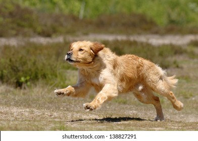 Golden Retriever Running