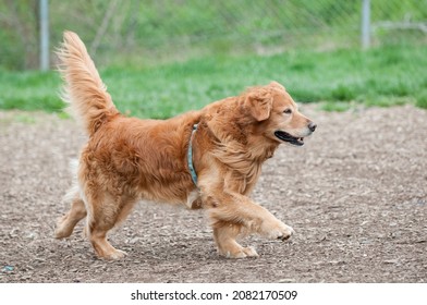 Golden Retriever Running At A Dog Park