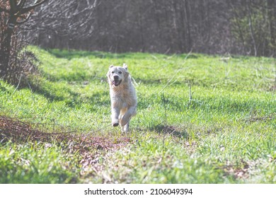 Golden Retriever Running In A Fresh Green Field. Large White Adorable Dog In Motion. Fast Purebred Doggy. Selective Focus On The Details, Blurred Background.