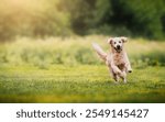 Golden retriever running happily on green grass in nature. Portrait of a happy dog on a green lawn.