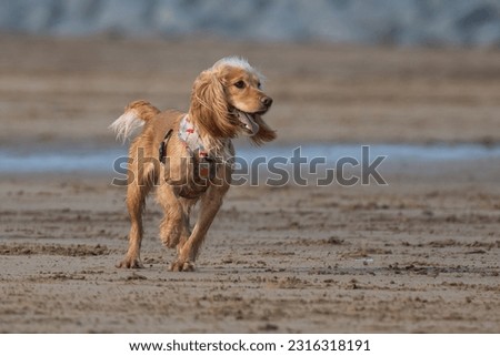 Golden retriever running on a large beach at Westward Ho, North Devon