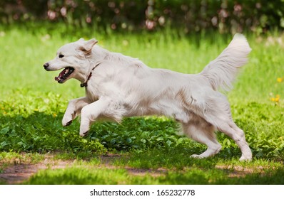 Golden Retriever Running On The Meadow