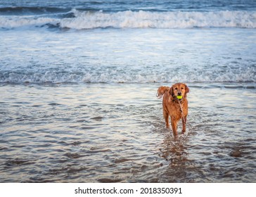 Golden Retriever Running And Playing In The Sea With The Yellow Tennis Ball. A Cold Winter Day At Blyth Beach, England. Animal Portrait Of Dog With The Waves In The Background.