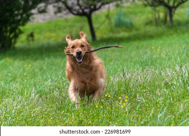 Golden retriever running with a stick in his mouth