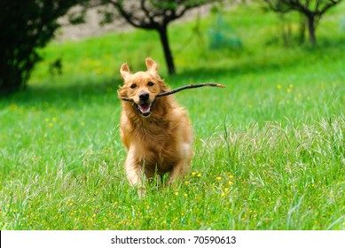 golden retriever running with stick in mouth