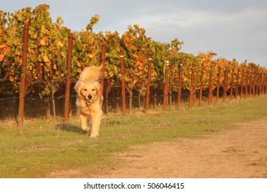 Golden Retriever Running in Vineyard