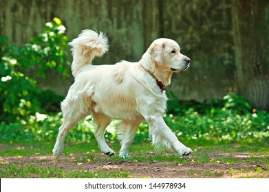 Golden Retriever Running In The Yard