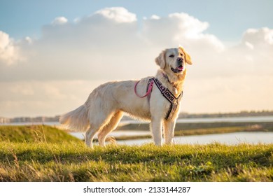 Golden Retriever Service Dog Poses In Front Of The Sunset On A Grassy Hill