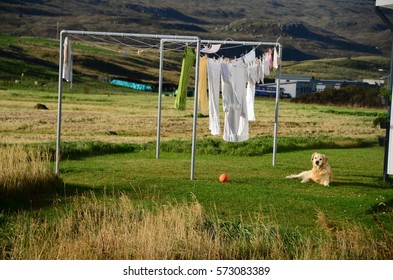 golden retriever setting on a grass with a clean washed clothes 