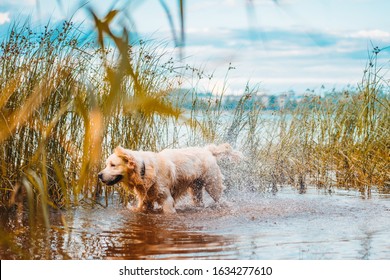 1,502 Golden Retriever Shake Images, Stock Photos & Vectors | Shutterstock