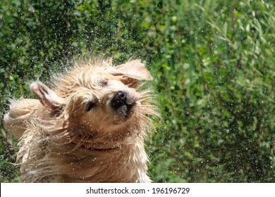 1,502 Golden Retriever Shake Images, Stock Photos & Vectors | Shutterstock