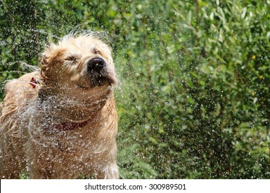 Golden Retriever shaking off water after a bath on a mountain river