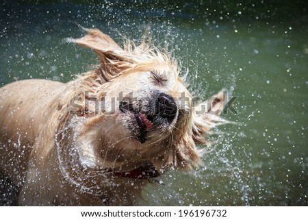 Golden Retriever shaking off water