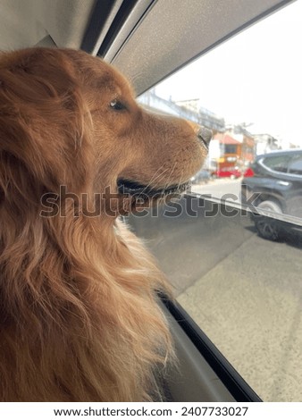 Golden Retriever Sightseeing through the car window