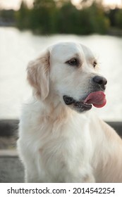 Golden Retriever Sits In The Background Of Old Riga. The Pet Is Out For A Walk. There Is Room For Text
