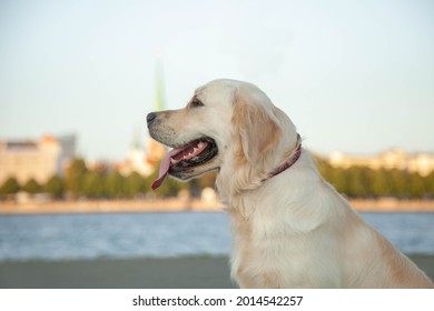 Golden Retriever Sits In The Background Of Old Riga. The Pet Is Out For A Walk. There Is Room For Text
