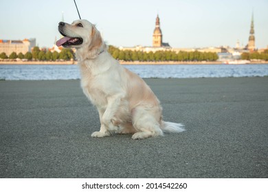 Golden Retriever Sits In The Background Of Old Riga. The Pet Is Out For A Walk. There Is Room For Text
