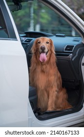 The Golden Retriever Sits In The Co Driver's Seat