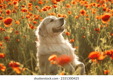 A Golden Retriever sits on his hind legs and holds his paws up in a poppy field at sunset - Shutterstock ID 2331300425
