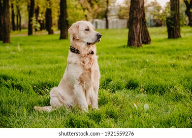 Golden retriever sits in the park on the grass in autumn.