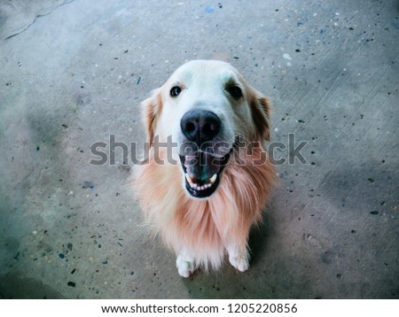 A golden retriever sitting lookup from top view