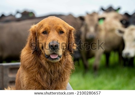 Golden retriever, sitting on a motorbike, with cows behind. 