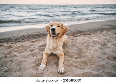Golden retriever sitting on the sand beach of the Baltic Sea. Concept for the summer adventures of purebreed dog at the seaside vacation. - Shutterstock ID 2018480060