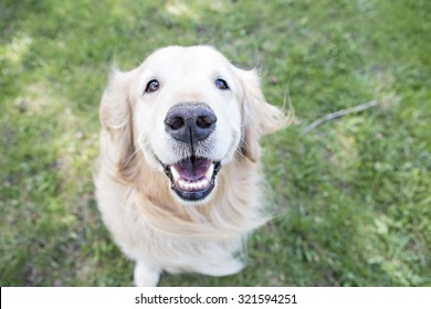 Golden Retriever Sitting Outside Smiling