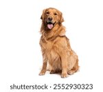 Golden retriever sitting and panting on white background, looking friendly and relaxed