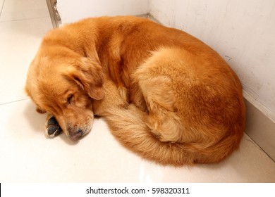 Golden Retriever Sleeping In The Floor