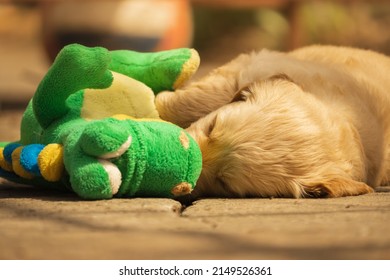 Golden Retriever Sleeping With His Toy