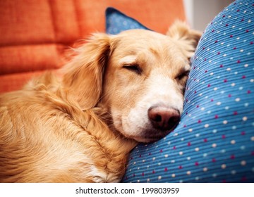 Golden Retriever Is Sleeping On Bed. 