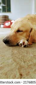 Golden Retriever Sleeping On The Floor