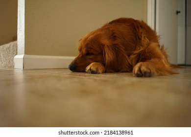 Golden Retriever Sleeping On Floor