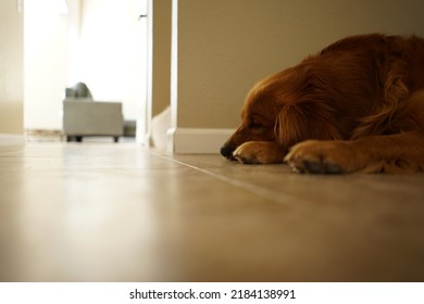 Golden Retriever Sleeping On Floor