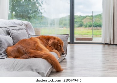 Golden Retriever Sleeping On Sofa