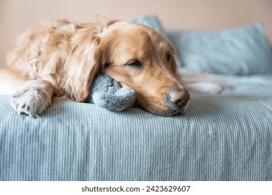 Golden Retriever Sleeping Peacefully with Stuffed Toy. Dog peacefully asleep on a light green bed in a room adorned with peach-colored walls. The dog tenderly rests its head on a plush stuffed toy - Powered by Shutterstock