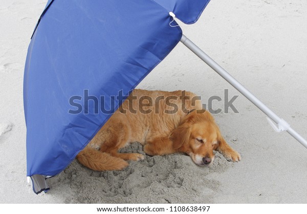 Golden Retriever Sleeping Under Umbrella Stock Photo Edit Now