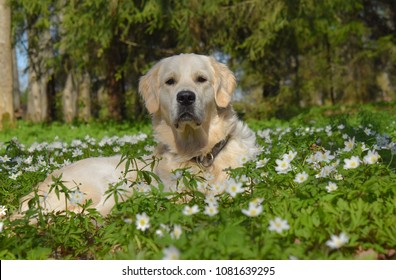 Golden Retriever Spring Flowers Stock Photo 1081639295 | Shutterstock