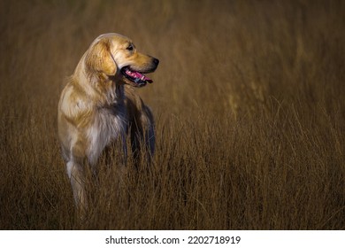 A GOLDEN RETRIEVER STANDING IN A FIELD OF TALL GRASS LOOKING TO THE RIGHT WITH A BLURRED OUT BACKGROUND - Powered by Shutterstock